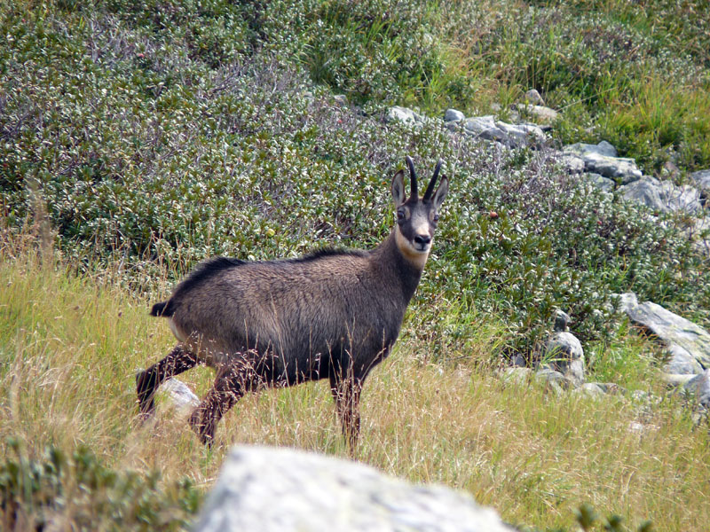 Camosci della Val Grande